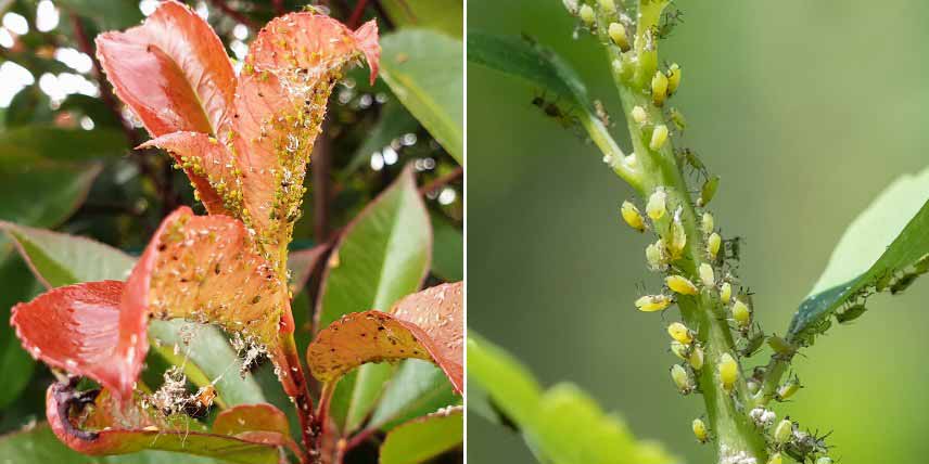 Les parasites du Photinia : pucerons