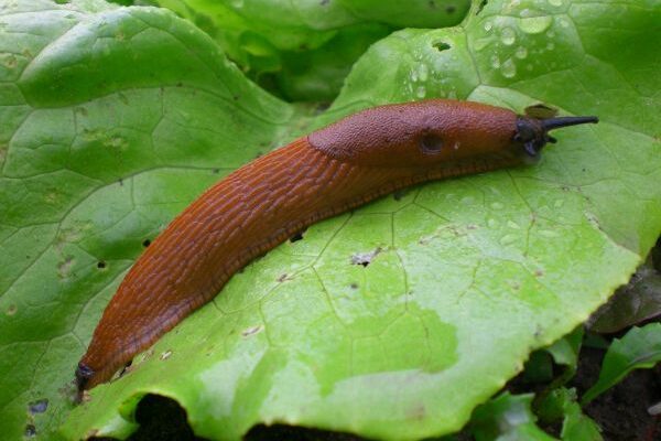 Deux ruses de jardinier pour éviter les attaques de limaces sur les salades