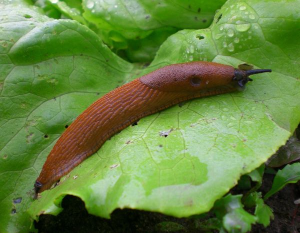 Deux ruses de jardinier pour éviter les attaques de limaces sur les salades