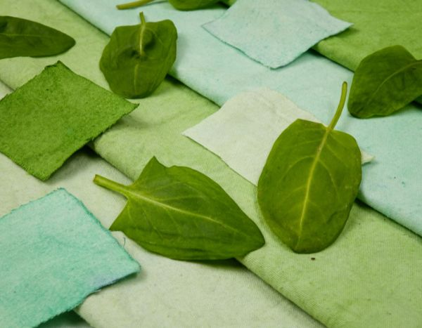 Teinture végétale : comment faire une teinture naturelle avec des plantes du jardin ?