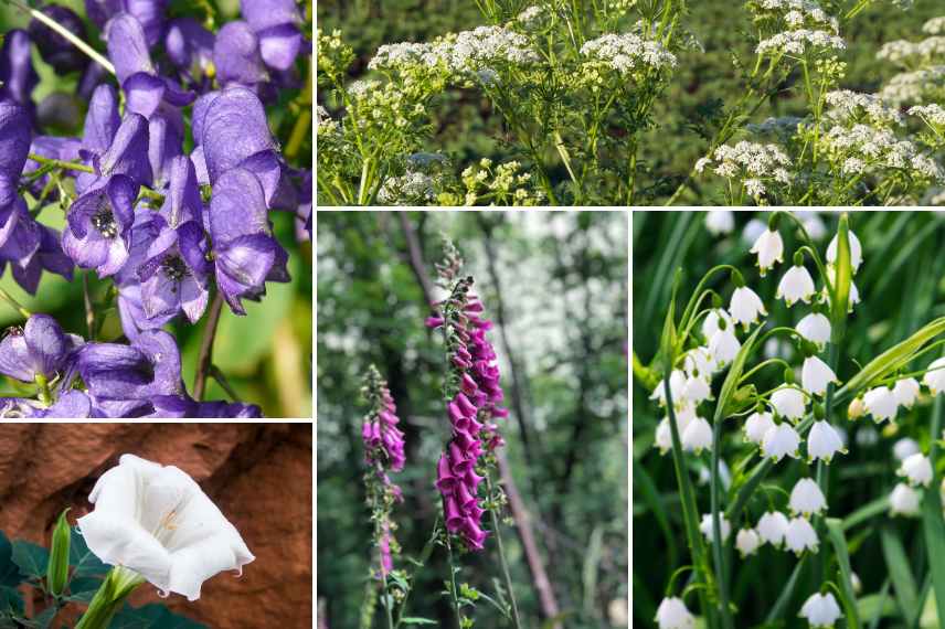 liste plantes toxiques pour l homme, quelles sont les plantes toxiques