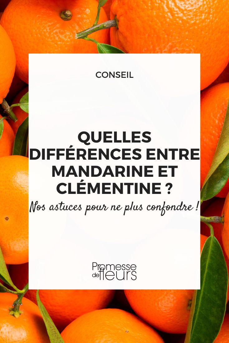 Différences entre mandarine et clémentine - Promesse de Fleurs