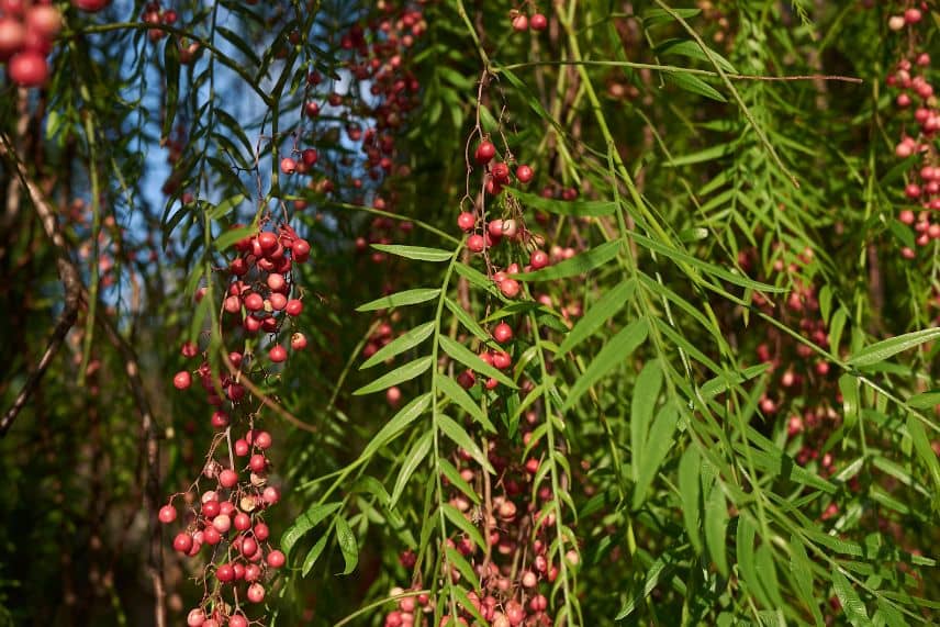 arbres fruits décoratifs 