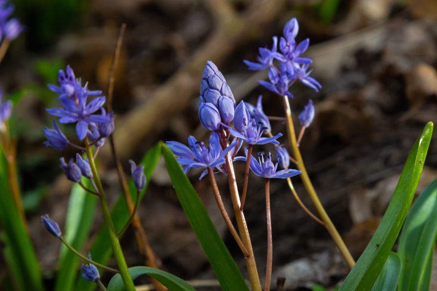 plante bulbeuse Scilla mischtschenkoana 'Tubergeniana' 