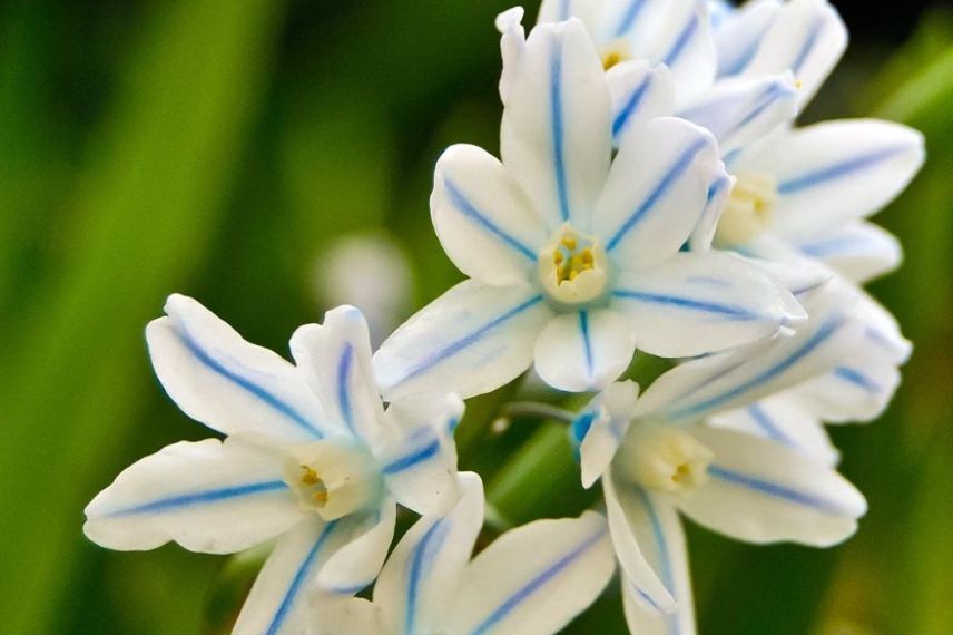 bulbes de printemps Scilla mischtschenkoana 'Tubergeniana' 