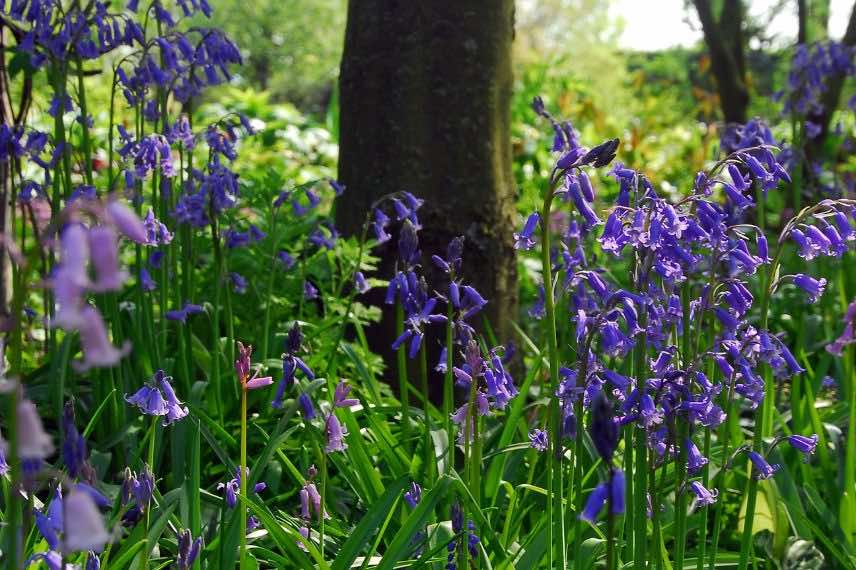 jacinthe des bois Scilla nutans