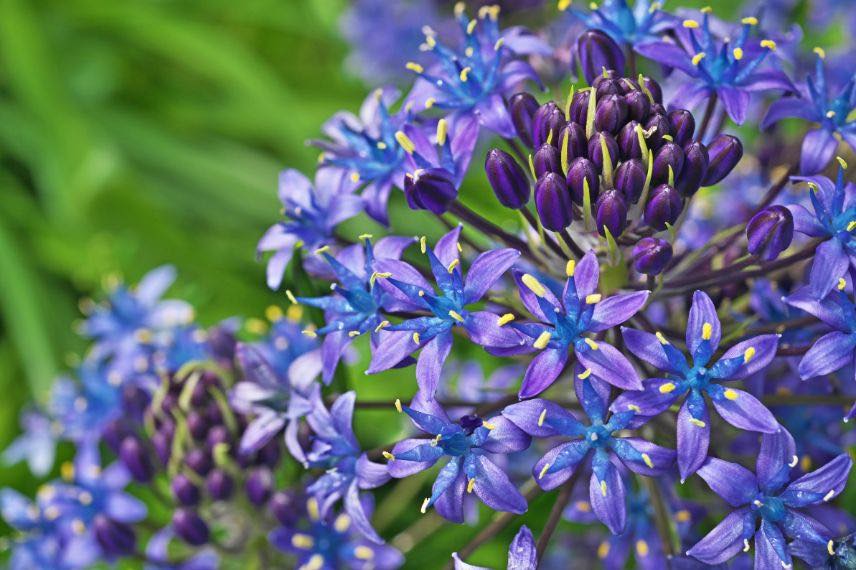 plante à bulbe Scilla peruviana 