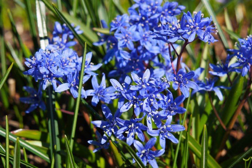 Scilla siberica