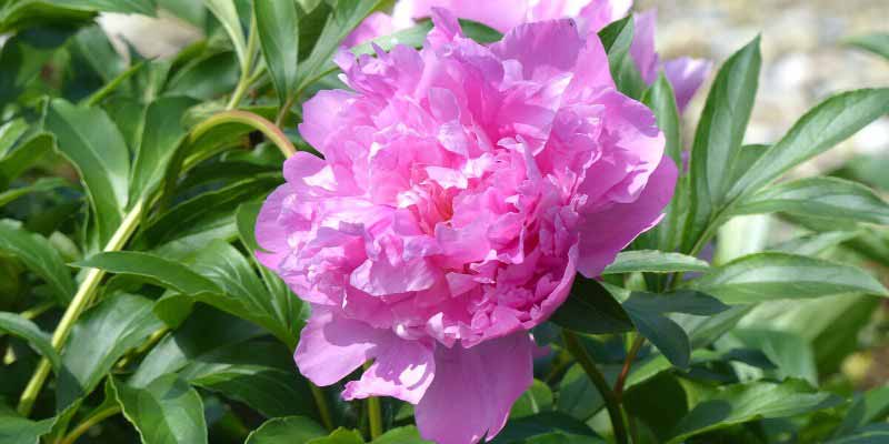 Pivoine herbacée 'Monsieur Jules Elie'