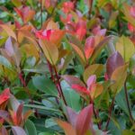 Comment bouturer le Photinia ?