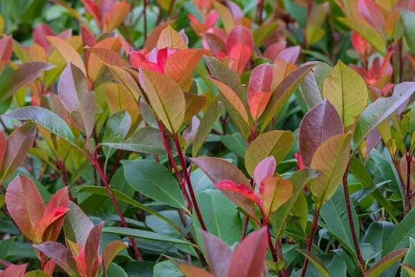 Comment bouturer le Photinia ?