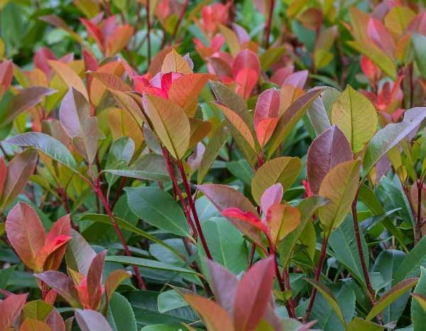 Comment bouturer le Photinia ?
