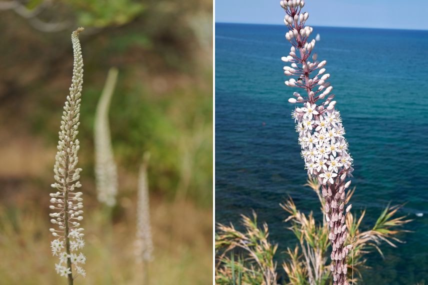 Urginea maritima Urginea maritima