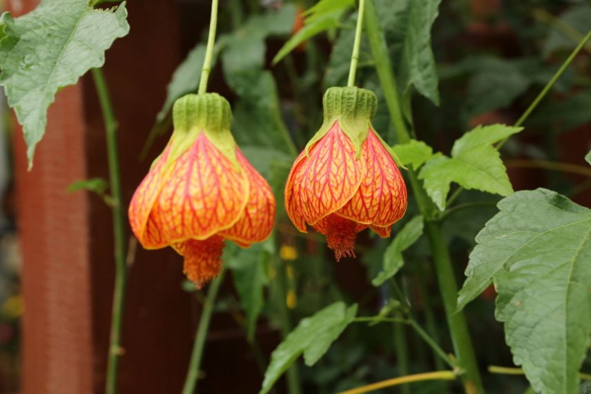 véranda plantes fleuries