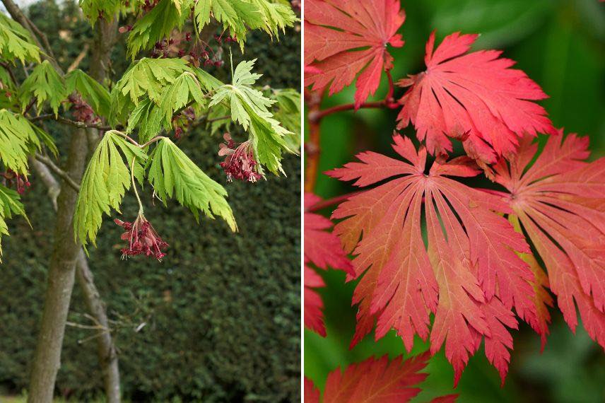 Erable à feuilles d'Aconit, Acer japonicum 'Aconitifolium'