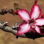 Comment cultiver l’Adenium ou Rose du désert ?