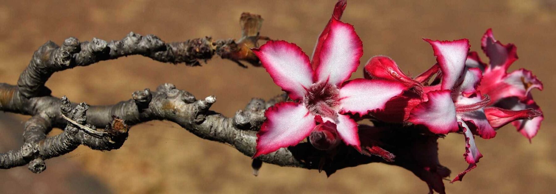 Comment cultiver l'Adenium ou Rose du désert ? - Blog Promesse de