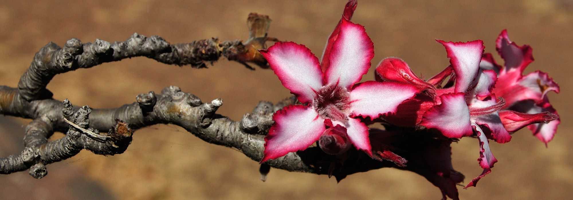 Comment cultiver l’Adenium ou Rose du désert ?