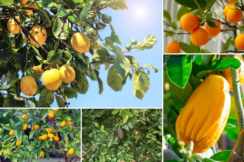 Faire fructifier les agrumes : pourquoi certains ne donnent pas de fruits ?