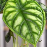 Comment cultiver un Alocasia ou un Colocasia en intérieur ?