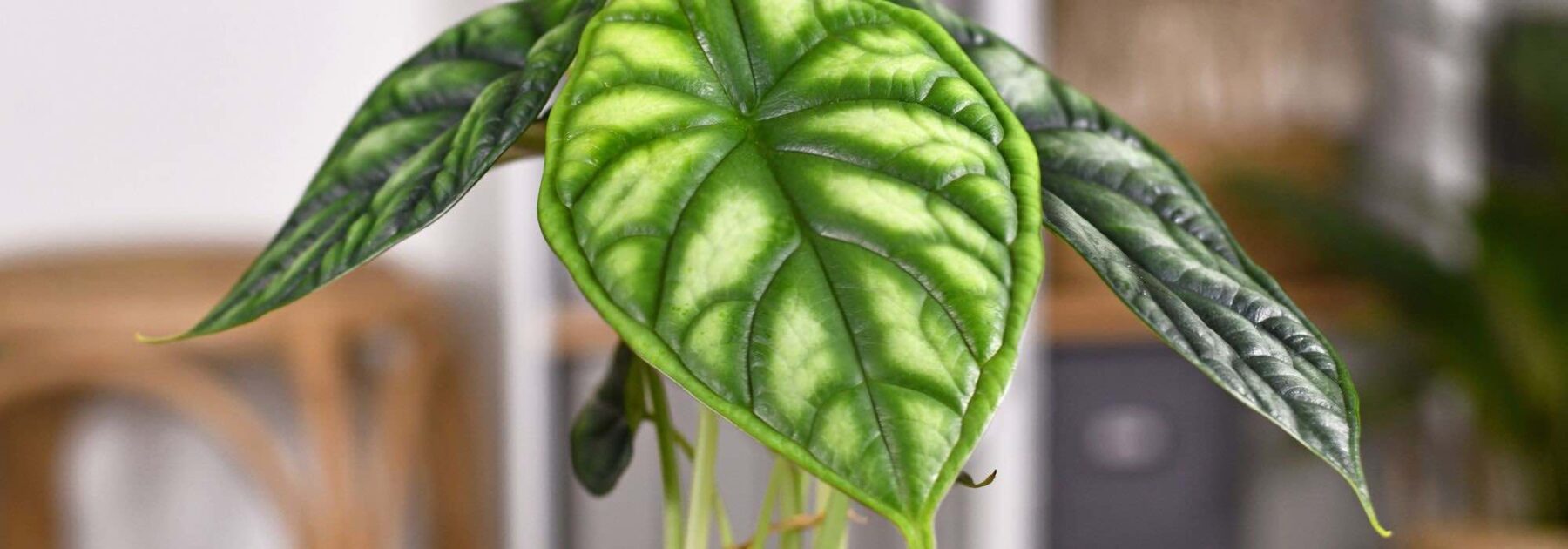 Comment cultiver un Alocasia ou un Colocasia en intérieur ?