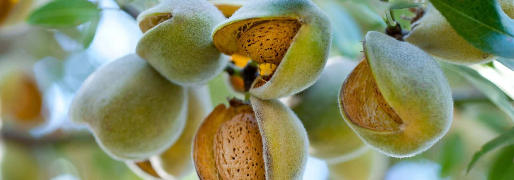 Amandier : comment choisir la bonne variété ?