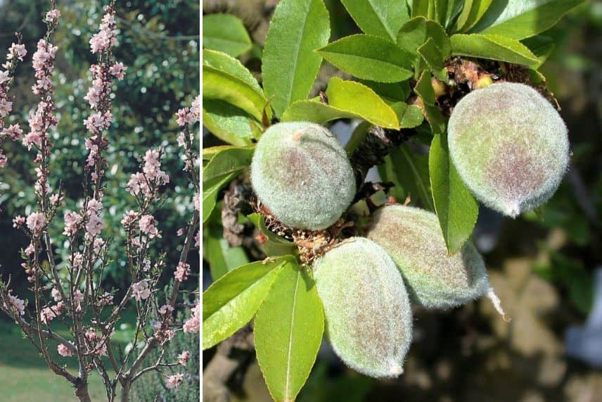 amandier variétés