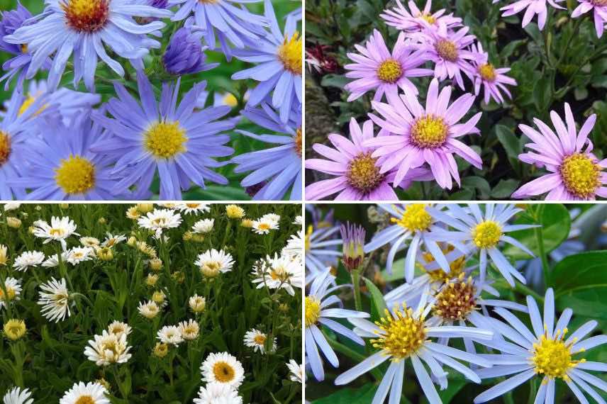 variétés d'aster