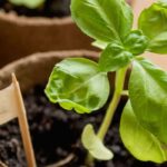 Comment obtenir ou multiplier des plantes aromatiques gratuitement ?