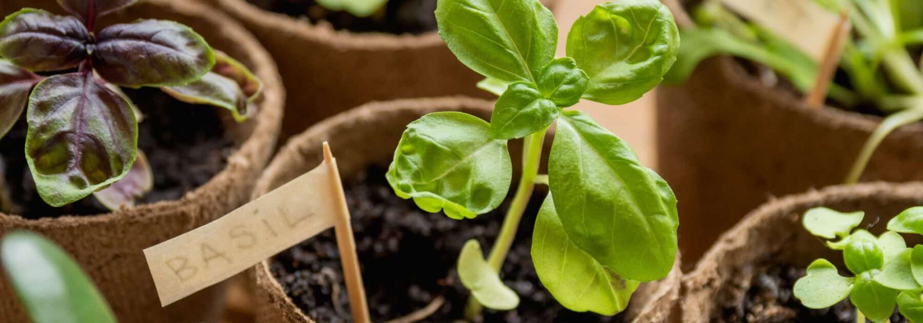 Como obter ou multiplicar plantas aromáticas gratuitamente?