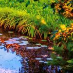 Entretenir un bassin de jardin en automne