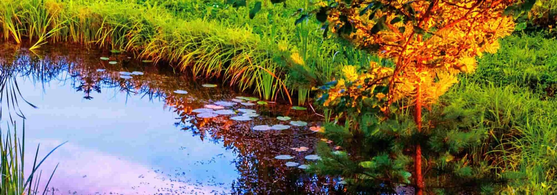 Entretenir un bassin de jardin en automne - Promesse de fleurs