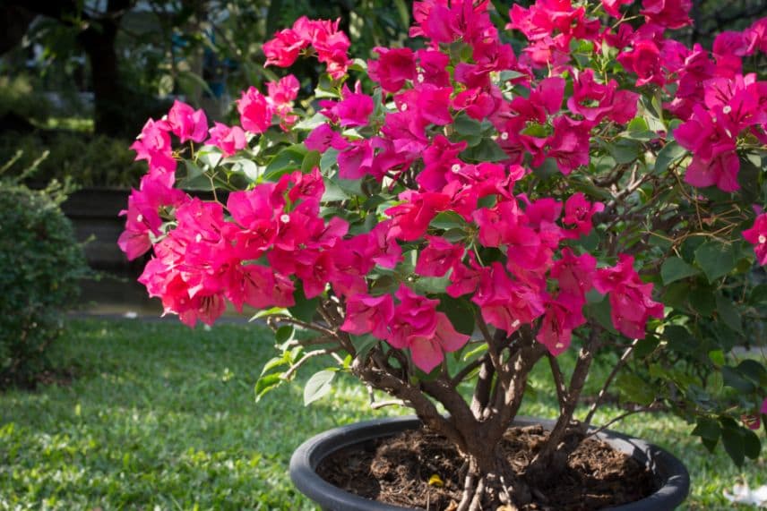 plantes fleuries pour véranda