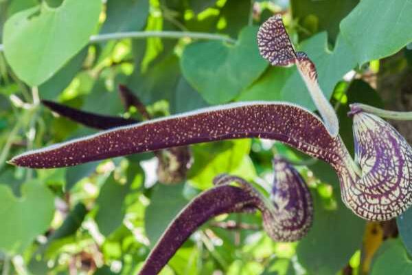 Bouturer l'aristoloche : nos conseils pour réussir