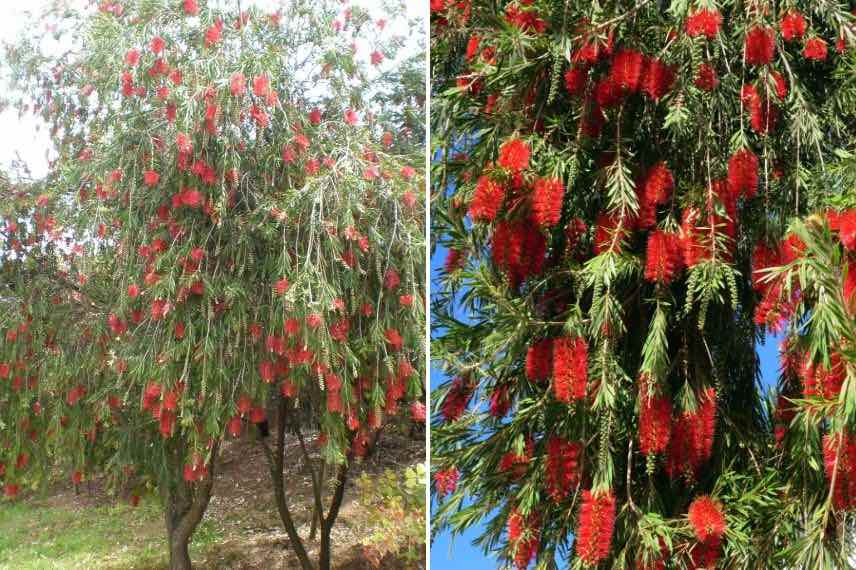 callistemon viminalis