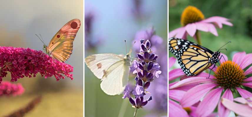 plantes preferees papillons, qu est ce qui attire les papillons