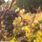Pourquoi certains cépages de vigne sont-ils interdits en France ?