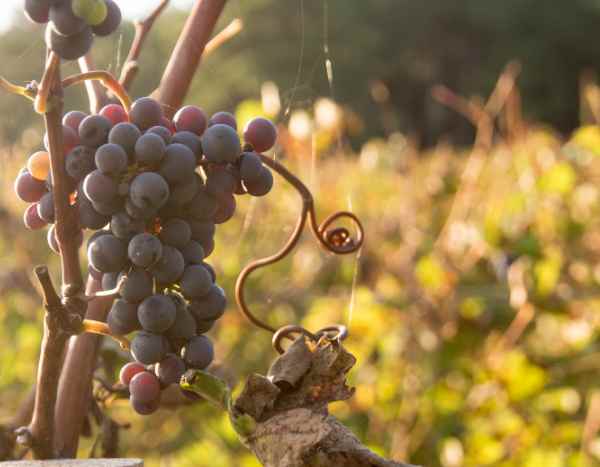 Pourquoi certains cépages de vigne sont-ils interdits en France ?