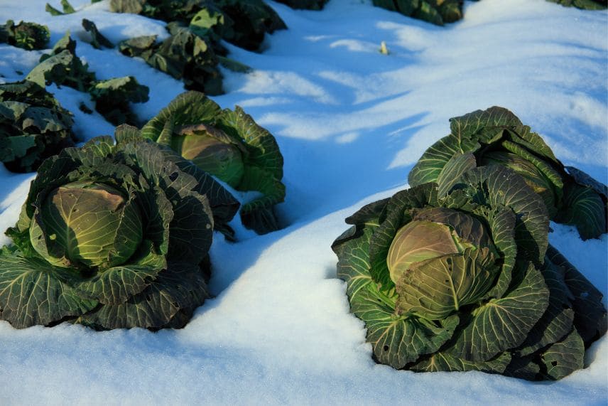 Potager conservation légumes hiver