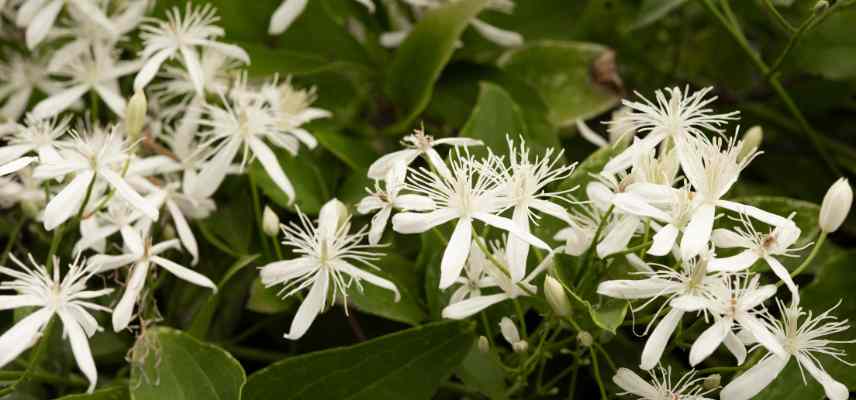 clematite ne fleurit pas, clematite sans fleurs, clematite trop peu de fleurs, clematite ne fleurit pas assez pourquoi