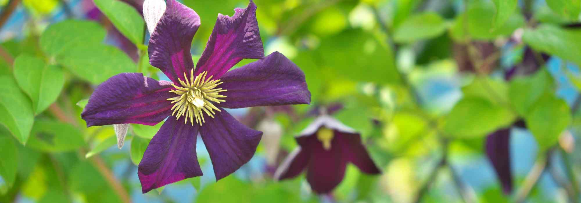 Il faut maltraiter les glycines pour obtenir des fleurs