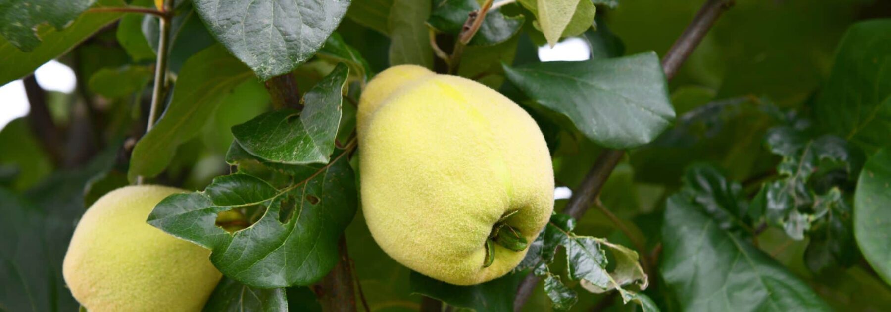 Cognassier, arbre à coing : comment choisir la bonne variété ?