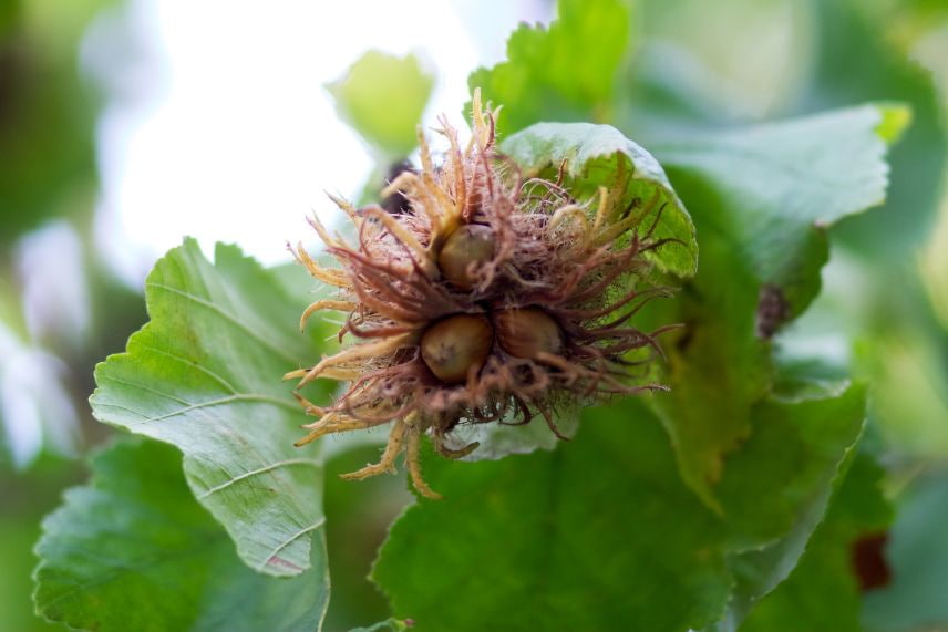 Les arbres aux fruits décoratifs : capsulse et gousses