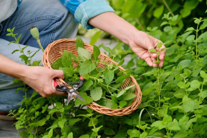 Cueillette des aromatiques au jardin