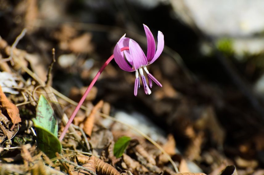 plante de sous-bois