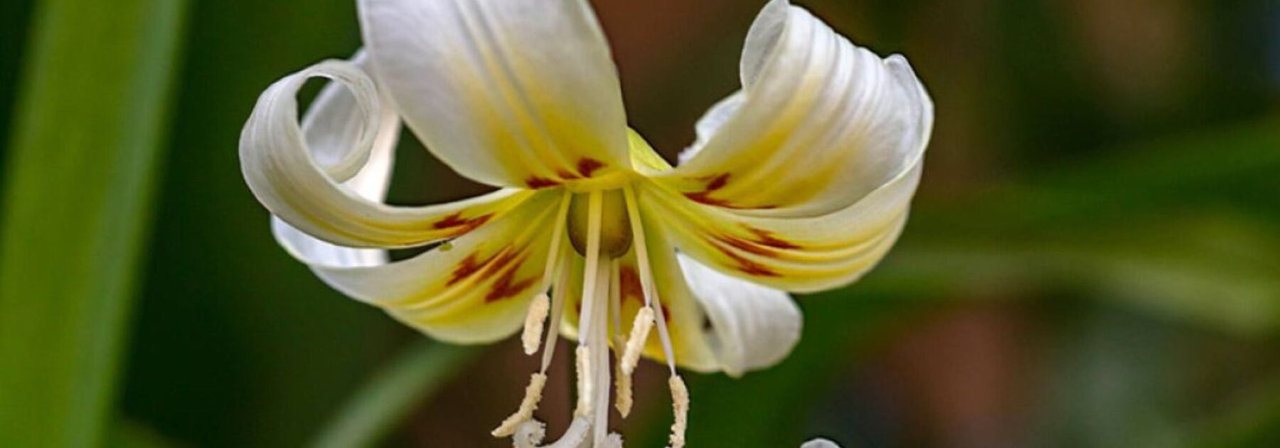 Cultiver l’Erythronium en pot 