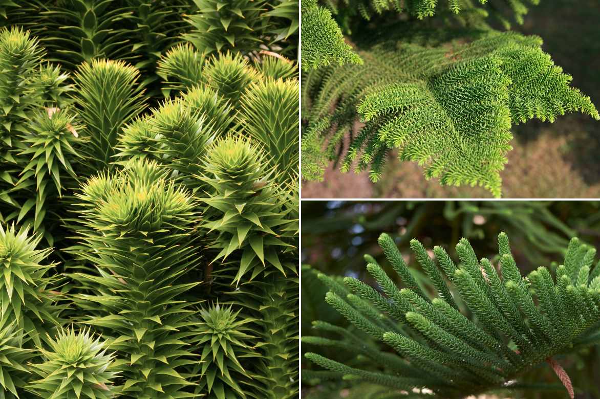 Araucaria, Desespoir des singes, bourreau des singes, conifere atypique, conifere original