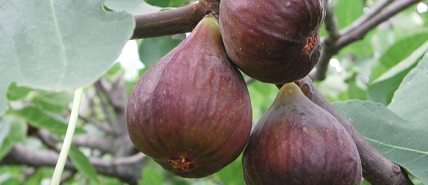 Pourquoi Mon Figuier Ne Donne Pas De Fruits