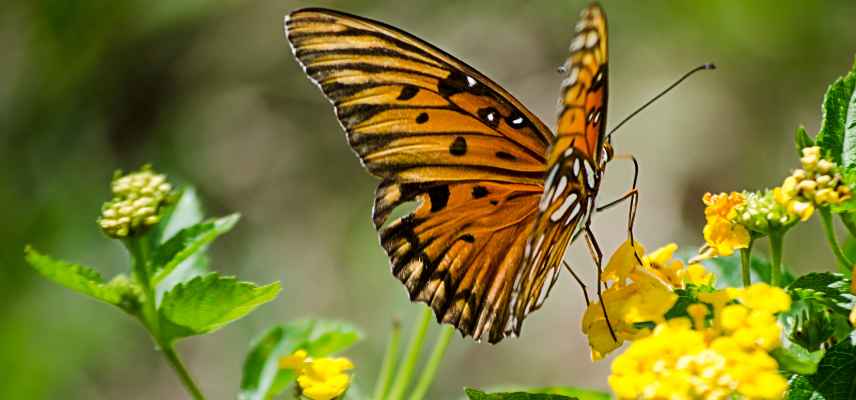 fleurs attirantes pour les papillons