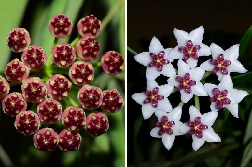 fleurs hoya